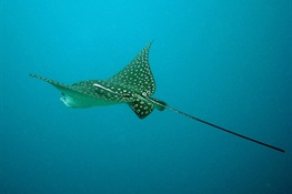 Conservation groups call for more protection for rays as well as sharks in new 10-year strategy